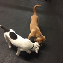 Puppy Perfectors - Dog Training