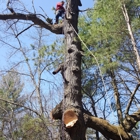 Triplowskis tree service