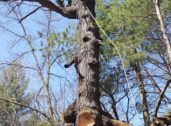 Triplowskis tree service - Reed City, MI