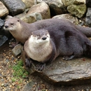 Stamford Museum and Nature Center - Museums