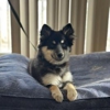 Cornerstone Dog Training gallery