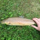 Rockwell Springs Trout Club