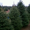 Evergreem Valley Christmas Tree Farm gallery