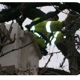 LP Tree Service inc