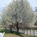Sisson's Country Inn - Hotels