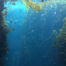 Breakwater Scuba - Tourist Information & Attractions