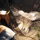Amboy Tree Service LLC - Stump Removal & Grinding