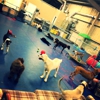 Camp Paws gallery