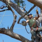 Advanced Tree Care