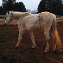Paws Ranch Equine Rescue, Inc. - Animal Shelters