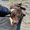 Alan's K9 Academy gallery