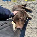 Alan's K9 Academy - Dog Training