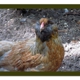 BFK Backyard Farm Eggs