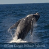 San Diego Whale Watch