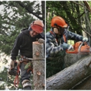 Zamor's Tree Expert - Arborists