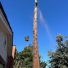 Revival Tree Service gallery