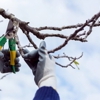 Tree Techs Care & Removal gallery