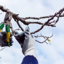 Tree Techs Care & Removal - Tree Service