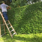 Antonio Solorio Lawn Maintenance