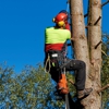 Good Tree & Stump Removal gallery