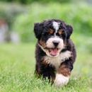 Berry Patch Puppies - Pet Boarding & Kennels