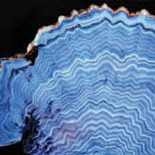 Australian Institute Of Marine Science