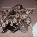 San Diego Bengal / Black Mtn Bengals - Pet Services