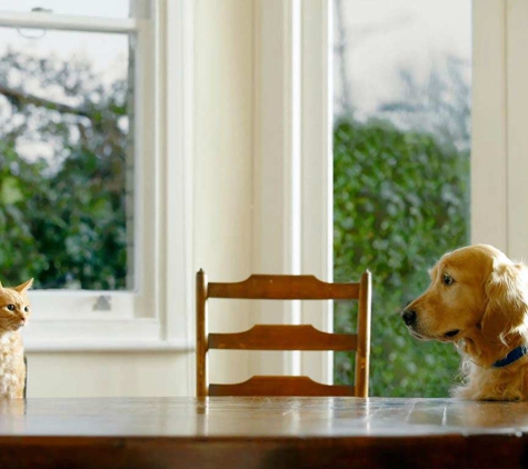 Mindful Pet Care - Beaconsfield, NSW