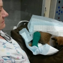 Veterinary Emergency Service - Veterinarian Emergency Services