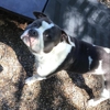 Brooklyn Park Pet Hospital gallery