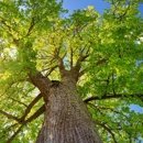 Arbortech Tree Care - Arborists