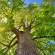 Arbortech Tree Care