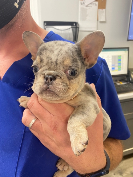 Bayview Animal Clinic - Fort Lauderdale, FL