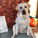 VCA Beavercreek Animal Hospital - Pet Services