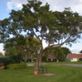 Community Tree & Landscape Service, Inc