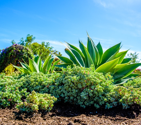 Plant Nativ - San Diego, CA