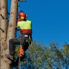 M & A Tree Service gallery