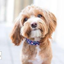 Prairie Dog Pet Mercantile South Hill - Pet Services