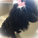 Shampooch Doggie Boutique - Pet Grooming