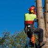 Tarzan Tree Care gallery