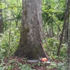Crawley Select Logging gallery