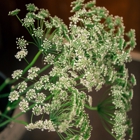 Enchanted Florist