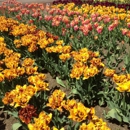 Holland America Bulb Farms - Seeds & Bulbs