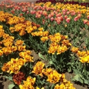 Holland America Bulb Farms