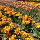 Holland America Flower Gardens