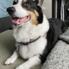 K9Klipper gallery