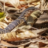 Nase Wildlife Removal gallery