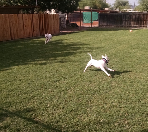 Kennel Comfort Pet Motel and Dog Training Tucson - Tucson, AZ