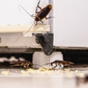 Aim Pest Solutions gallery