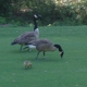 Stone Mountain Golf Club